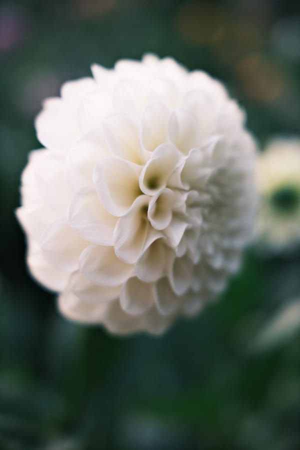 Botaniska