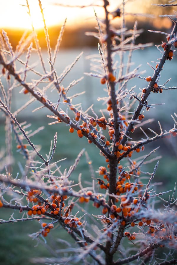 Rimfrost